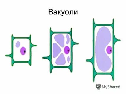 Клетка растет