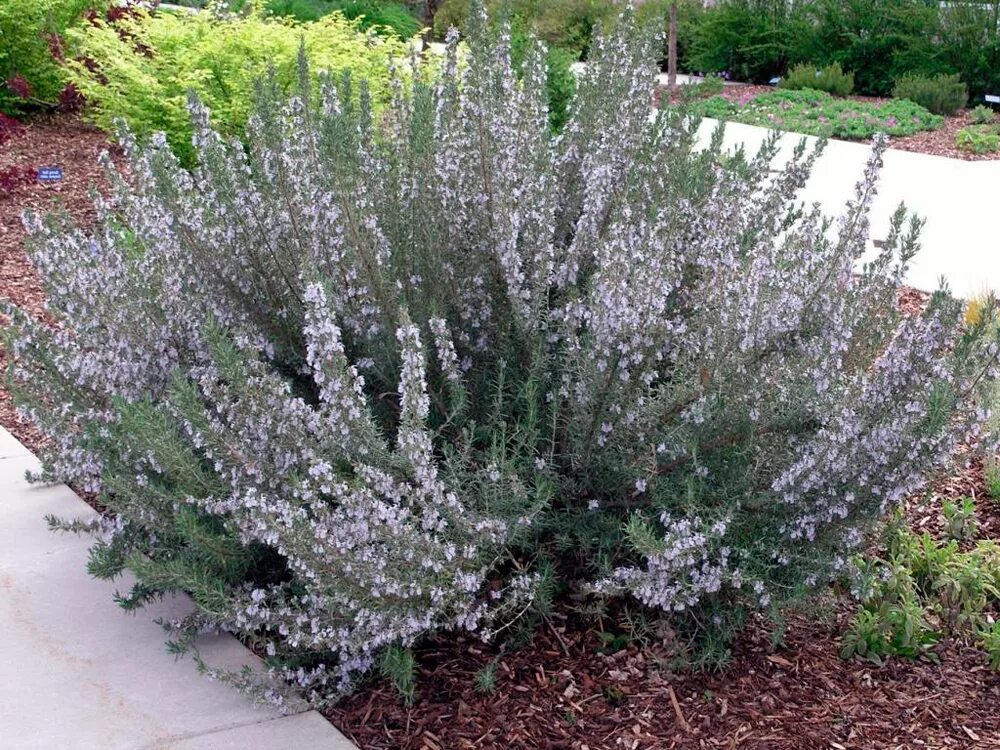 Розмарин кустарник садовый. Розмарин лекарственный куст. Rosmarinus officinalis. Перовския лебедолистная little Spire.