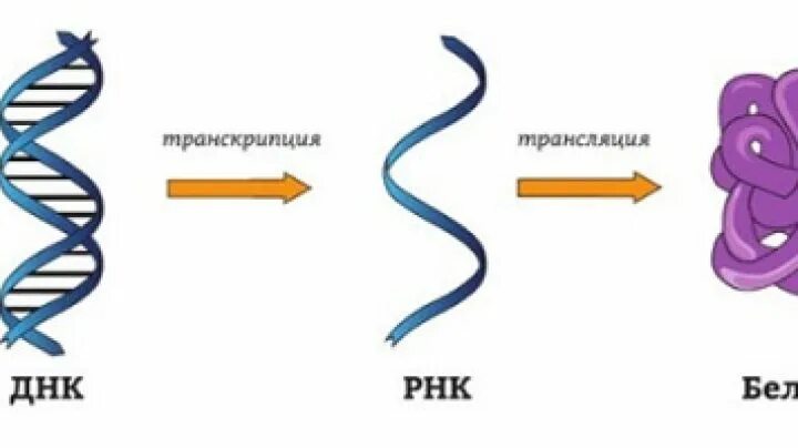 Схема передачи генетической информации от ДНК К белку.. ДНК РНК белок схема. ДНК ИРНК белок. Из ДНК В белок. Днк в соединении с белком