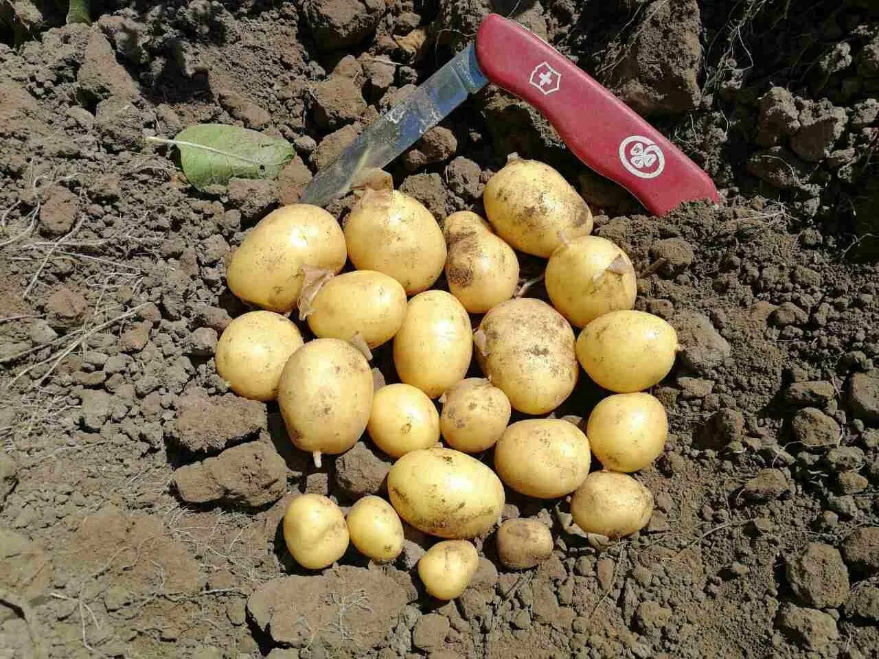 Сынок богатырь семенной картофель. Картофель башкирский лапоть. Сорт кондор картофель. Картофель семенной колобок. Картофель семена вега.