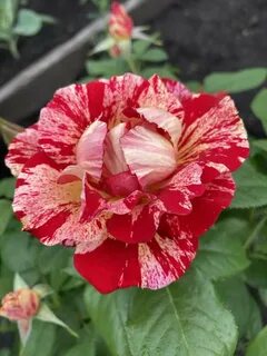 Novel rose