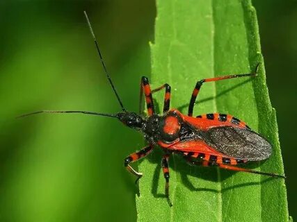 Aut bugs