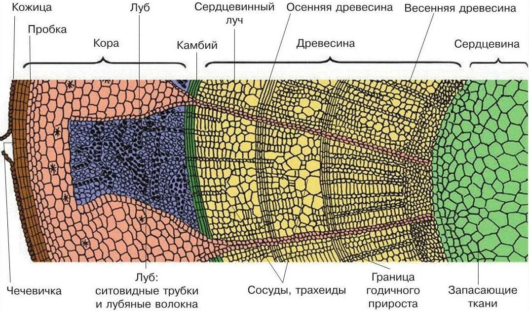 Плотный обнаружить