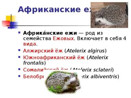 Международный конкурс еж по русскому языку ответы