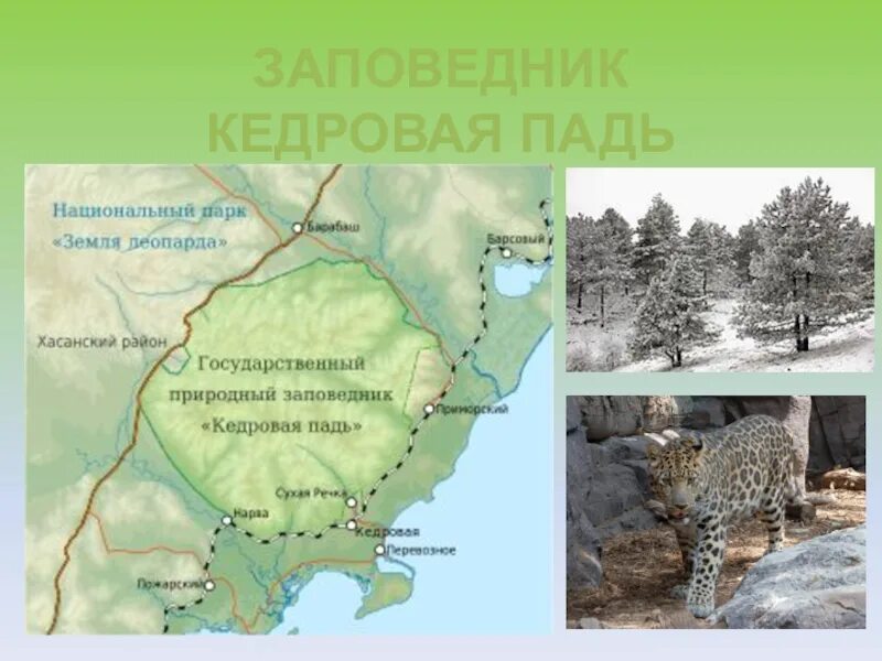 Кедровая падь где. Государственный природный заповедник «кедровая падь». Кедровая падь где. Кедровая падь заповедник на карте. Кедровая падь где.