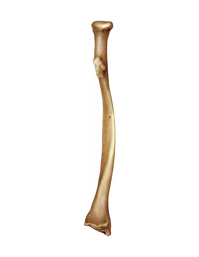 Bone Png Images Transparent Background - Bone Transparent Background,Bone Png - 