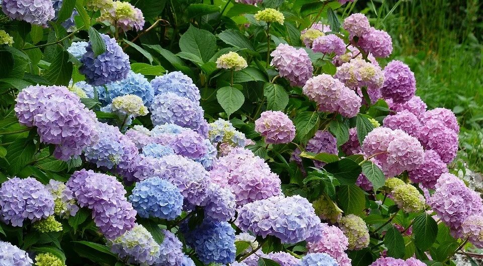 Цветы пышные шапки. Цветы пышные шапки