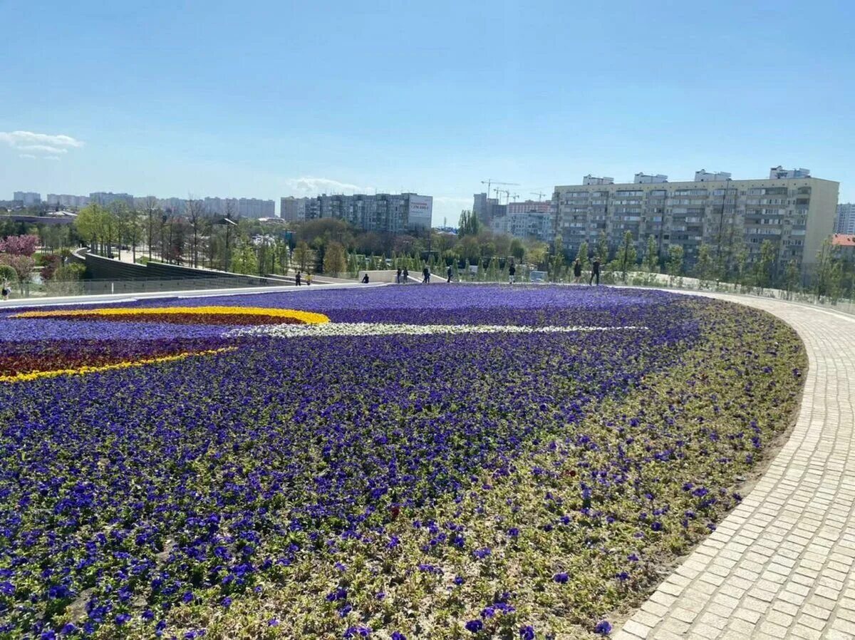 Парк Галицкого Лаванда. Парк Галицкого в Краснодаре шалфей. Парк Галицкого клумбы. Парк Галицкого крокусы. Что сейчас цветет в парке галицкого