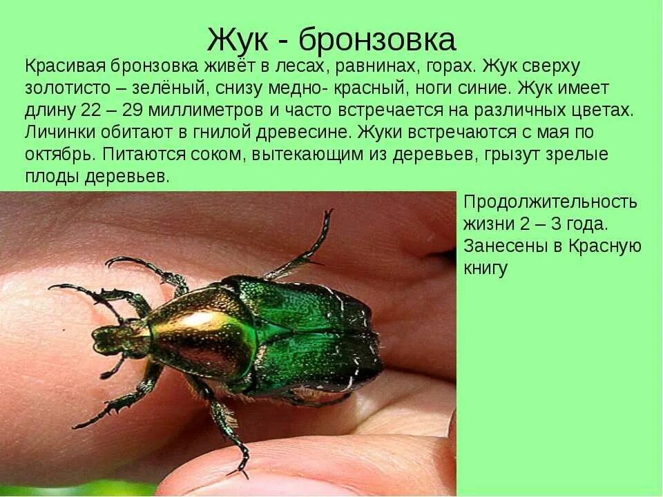 Какая польза от жука