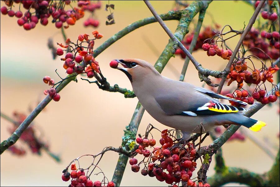 свиристель в питере. свиристель птица свиристель. свиристель в сибири самка. свиристель поет. ареал обитания свиристели.