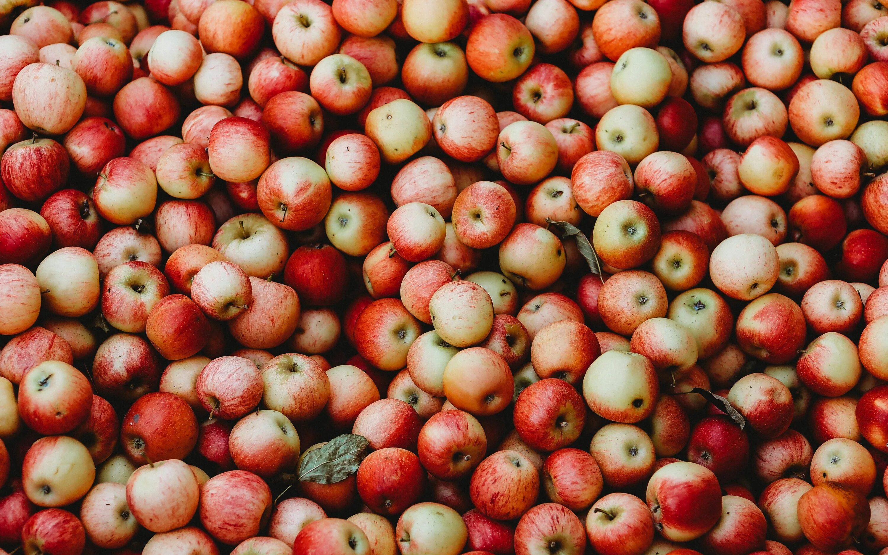 apple! apple! Apple, Apple background, Apple wallpaper