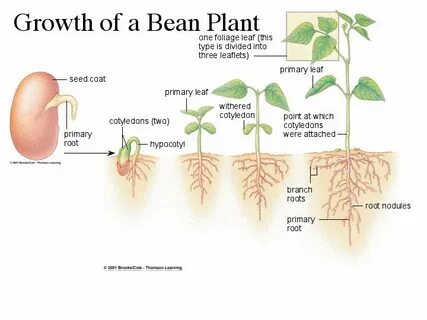 Plant off