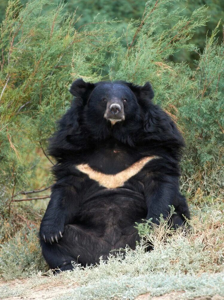 Какая скорость у медведя км ч. Ursus thibetanus. Бурый и белогрудый медведь. Гималайский Гризли. Бурый и Гималайский медведь.