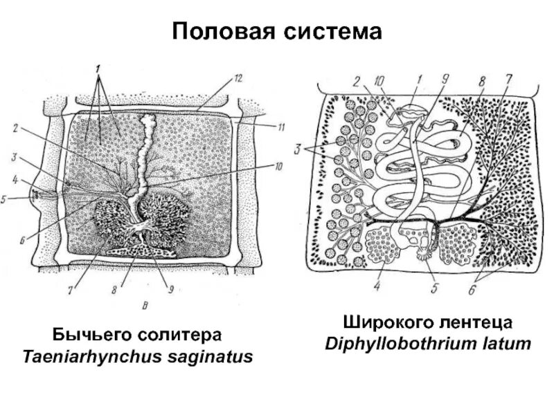 Проглоттида широкого лентеца. Гермафродитный членик широкого лентеца. строение членика широкого лентеца. широкий лентец членник. гермафродитный членик лентеца.