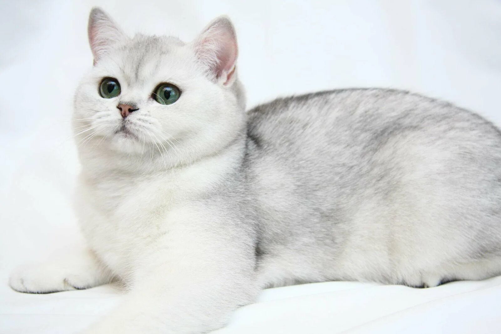 Кот британец окрас шиншилла. Котята шотландские прямоухие шиншилла серебристая. Окрас кота шиншилла. Британская серебристая шиншилла кошка. Британская короткошёрстная шиншилла.