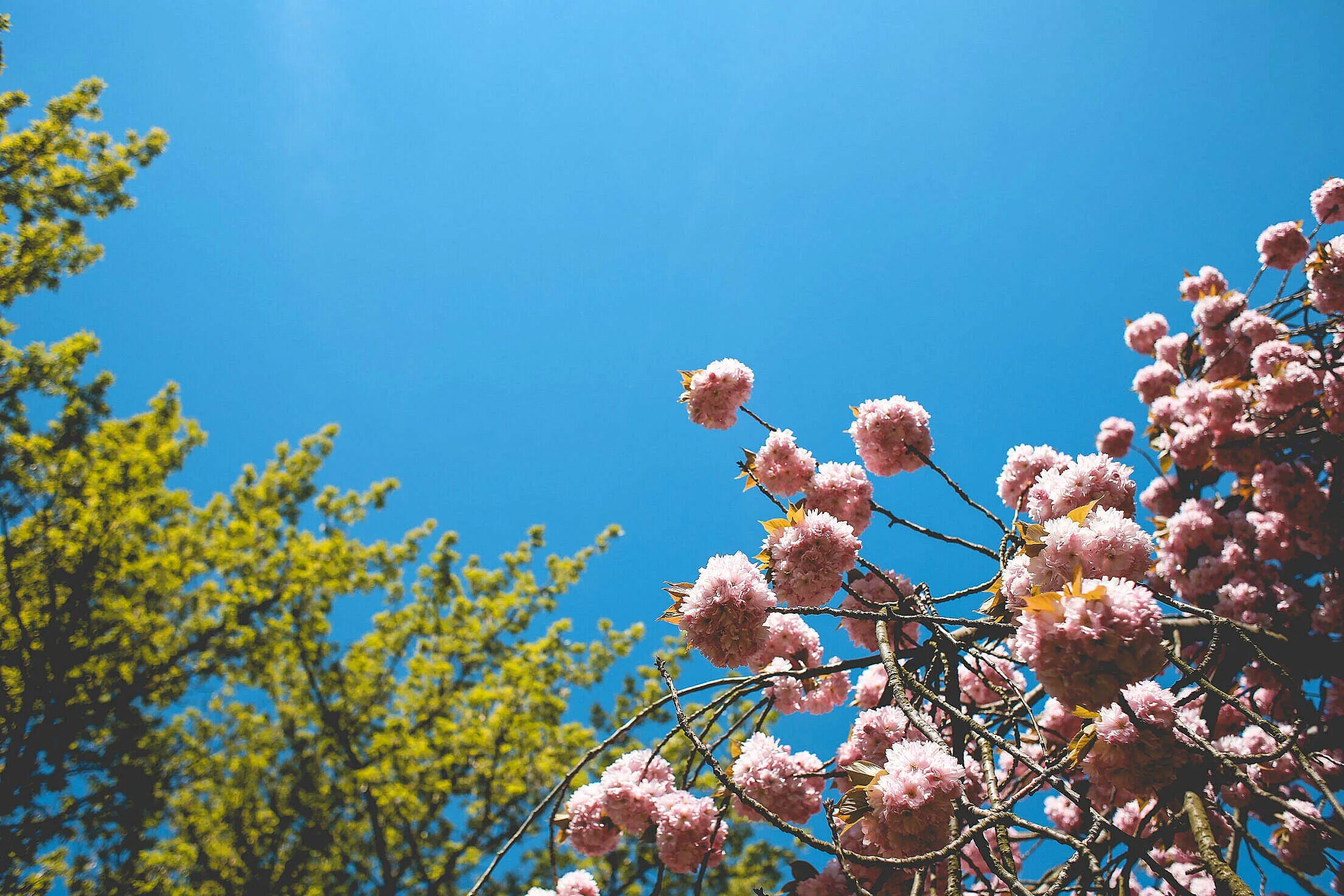 Весенние цветы. Майские. Spring Colors.