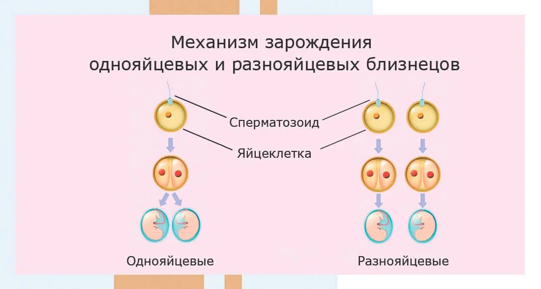 Как получаются близнецы и двойняшки. Как получаются близнецы и двойняшки