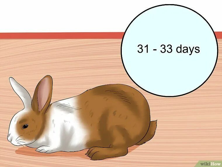 There is a rabbit