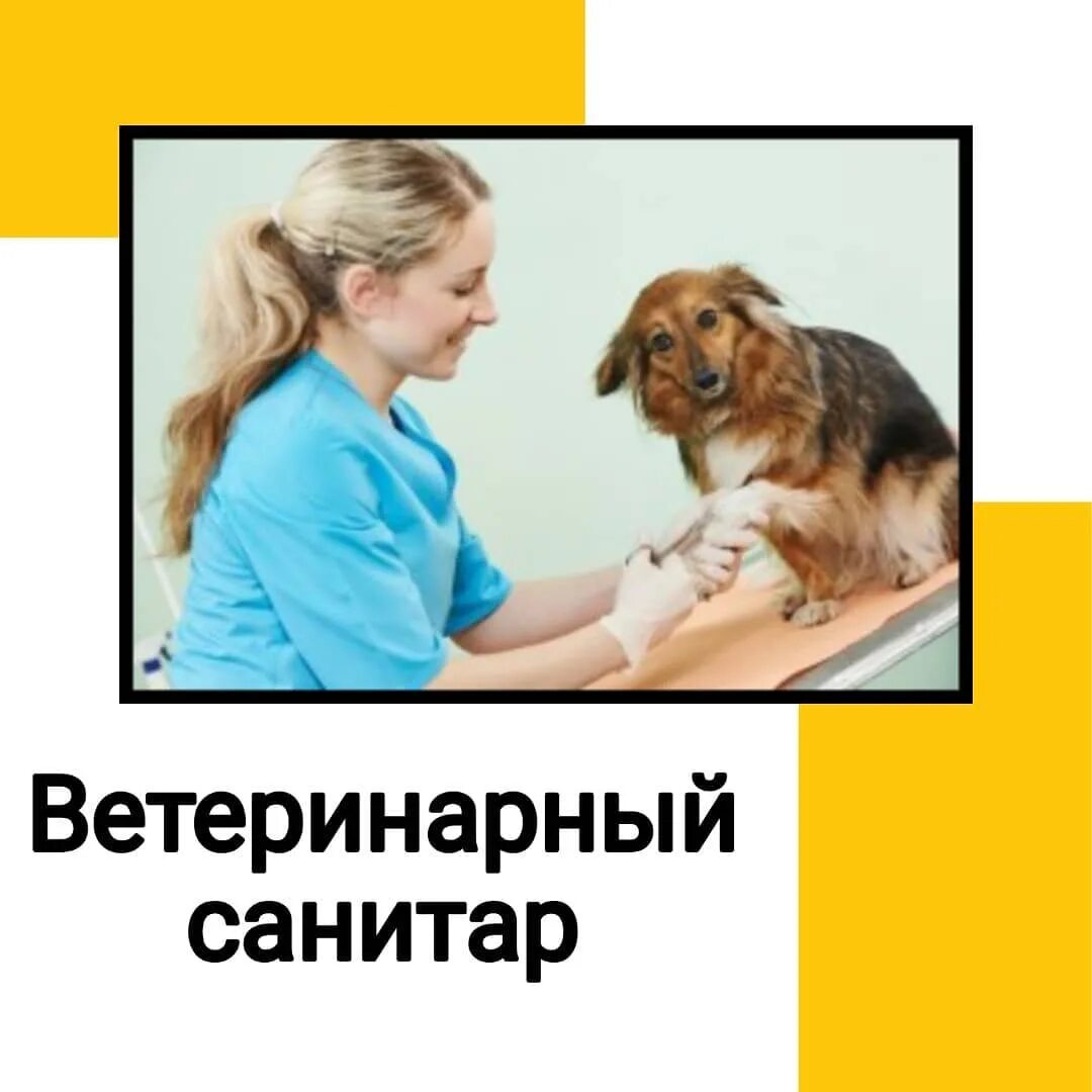 Стерлитамакский ветеринарный колледж. Санитар ветеринарный. Санитар ветеринарный. Ветеринарные санитары фото. Санитар ветеринарный.