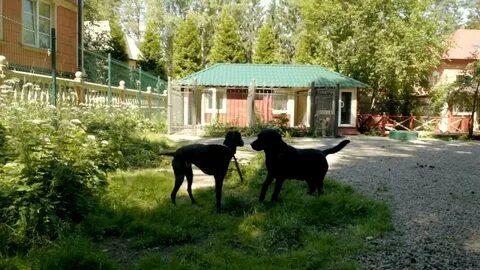 Парк отель можно с собакой