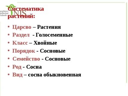 Последовательность сосны обыкновенной