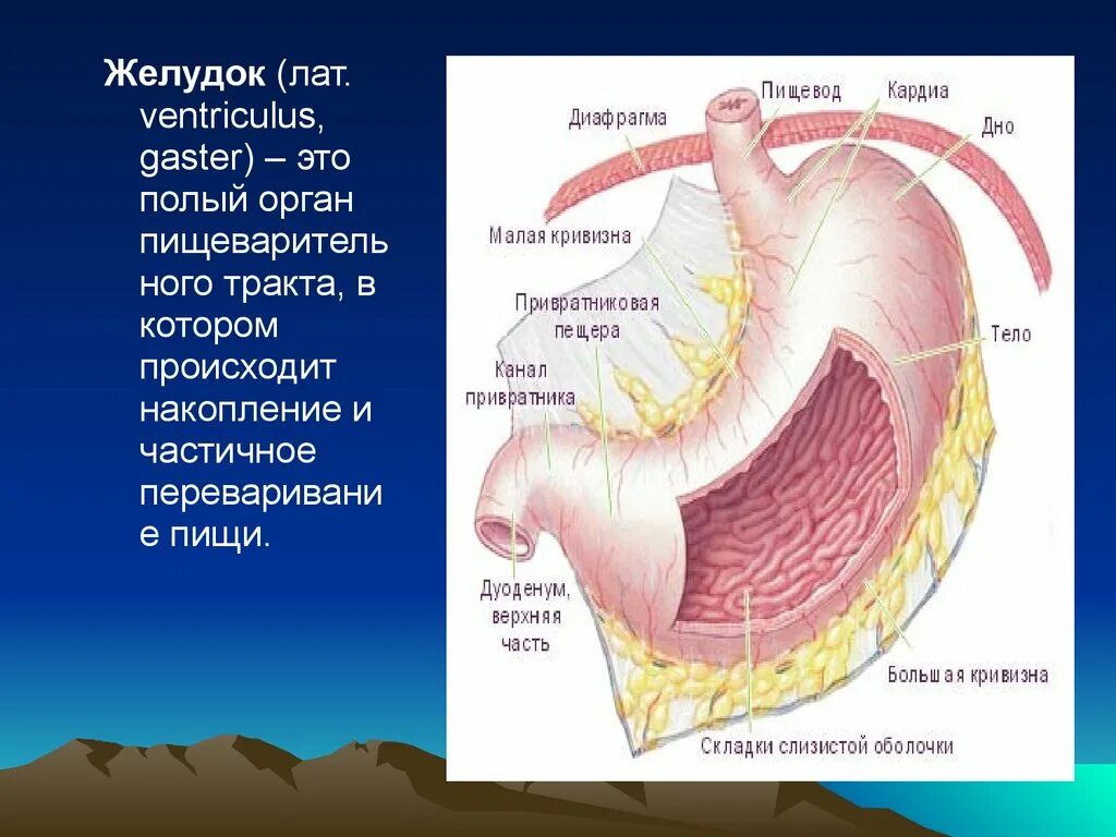 Желудок анатомия человека. Складки малой кривизны желудка. Складки большой кривизны желудка. Продольные складки слизистой оболочки