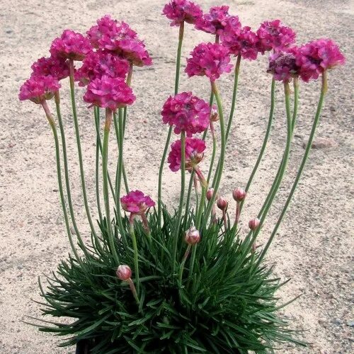 Армерия приморская элегия. Армерия псевдоармерия балерина уайт. Армерия монинг. Армерия приморская монинг стар дип. Армерия приморская.