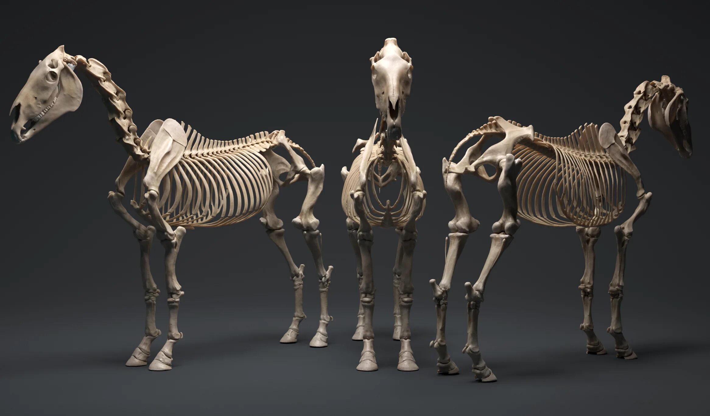 Что есть лошадь скелет. Скелет лошади строение костей. Кости лошади анатомия. Что есть лошадь скелет. Лошадь скелет плечевой пояс.