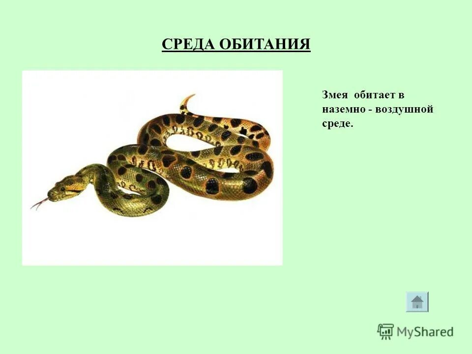 змея среда обитания. щитомордник обыкновенный змея. приспособление к среде обитания змеи. змея среда обитания. степная гадюка в спячке.