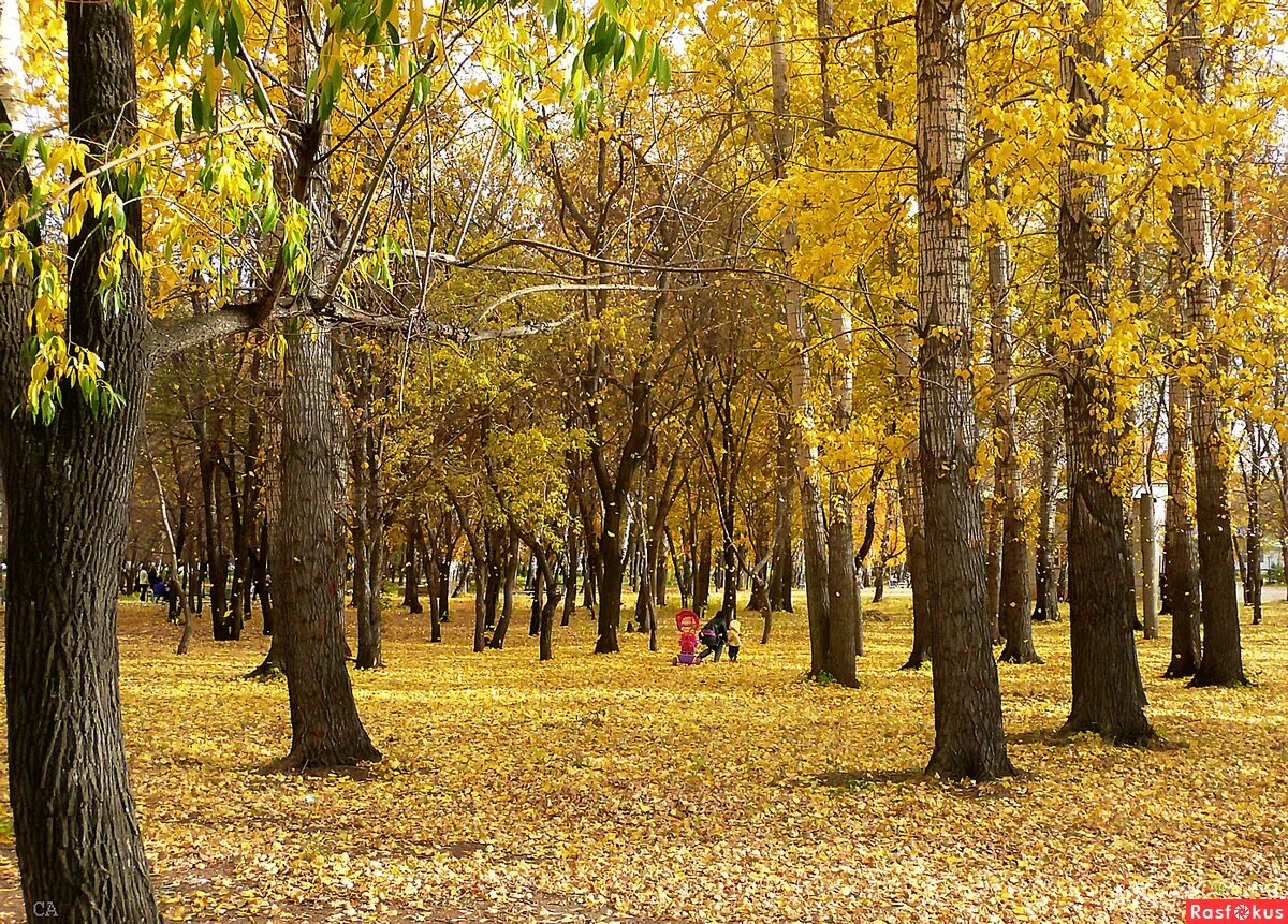 Yellow park. Парк с желтыми цветами. Желтый лес. Yellow park. Yellow park.
