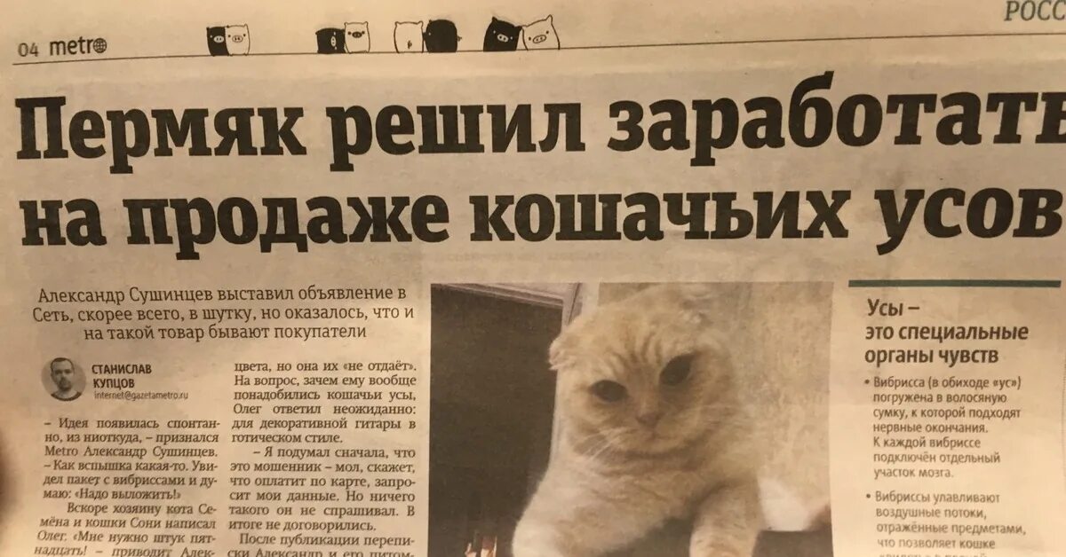В Петербурге появилась газета специально для кошек. Издание называется "Кошачий 