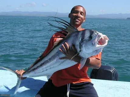 See fish