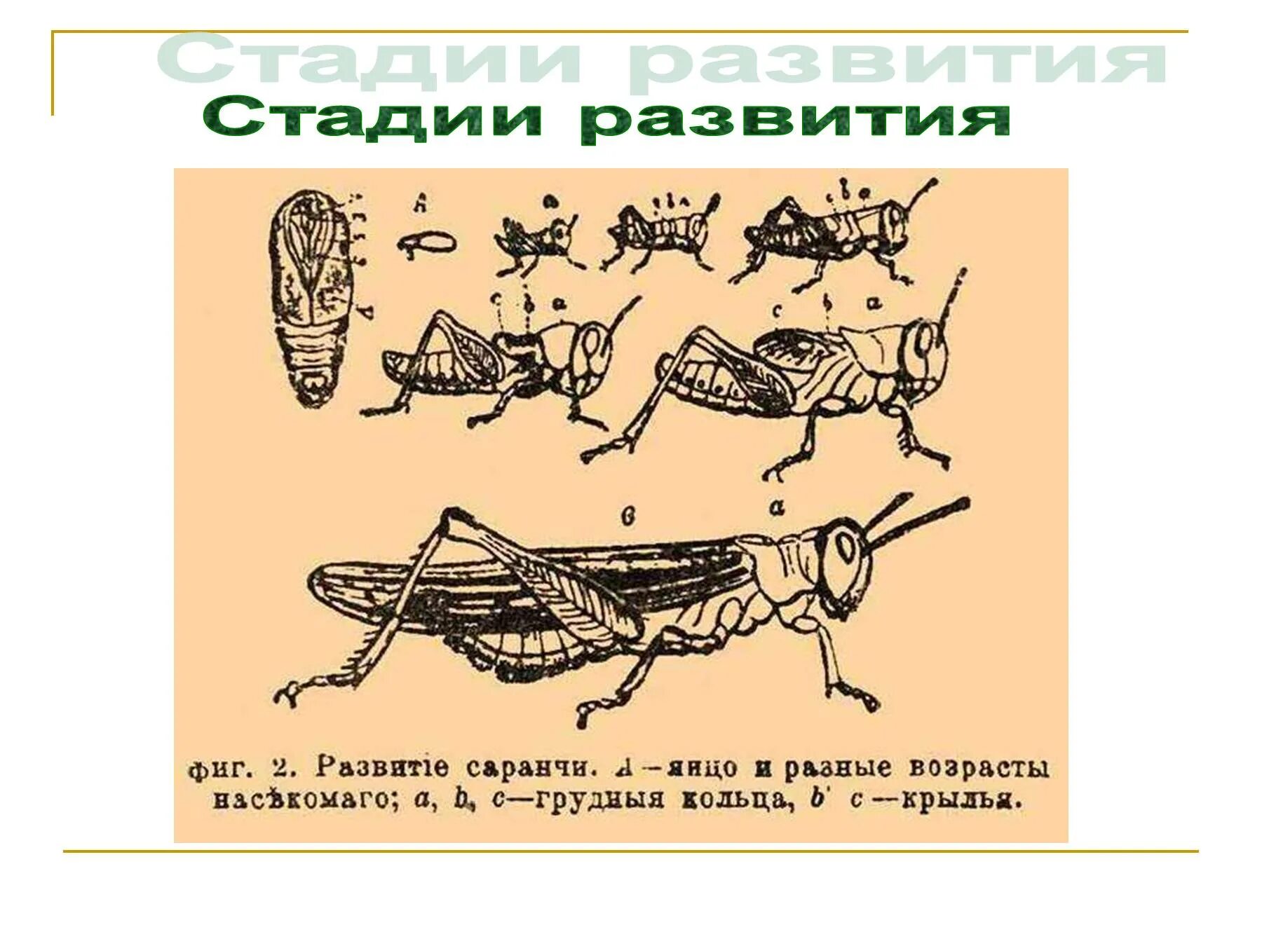 Саранча пустынная развивается с полным превращением. Саранча перелётная тип развития. строение саранчи перелетной. стадии развития саранчи. цикл развития кузнечика.