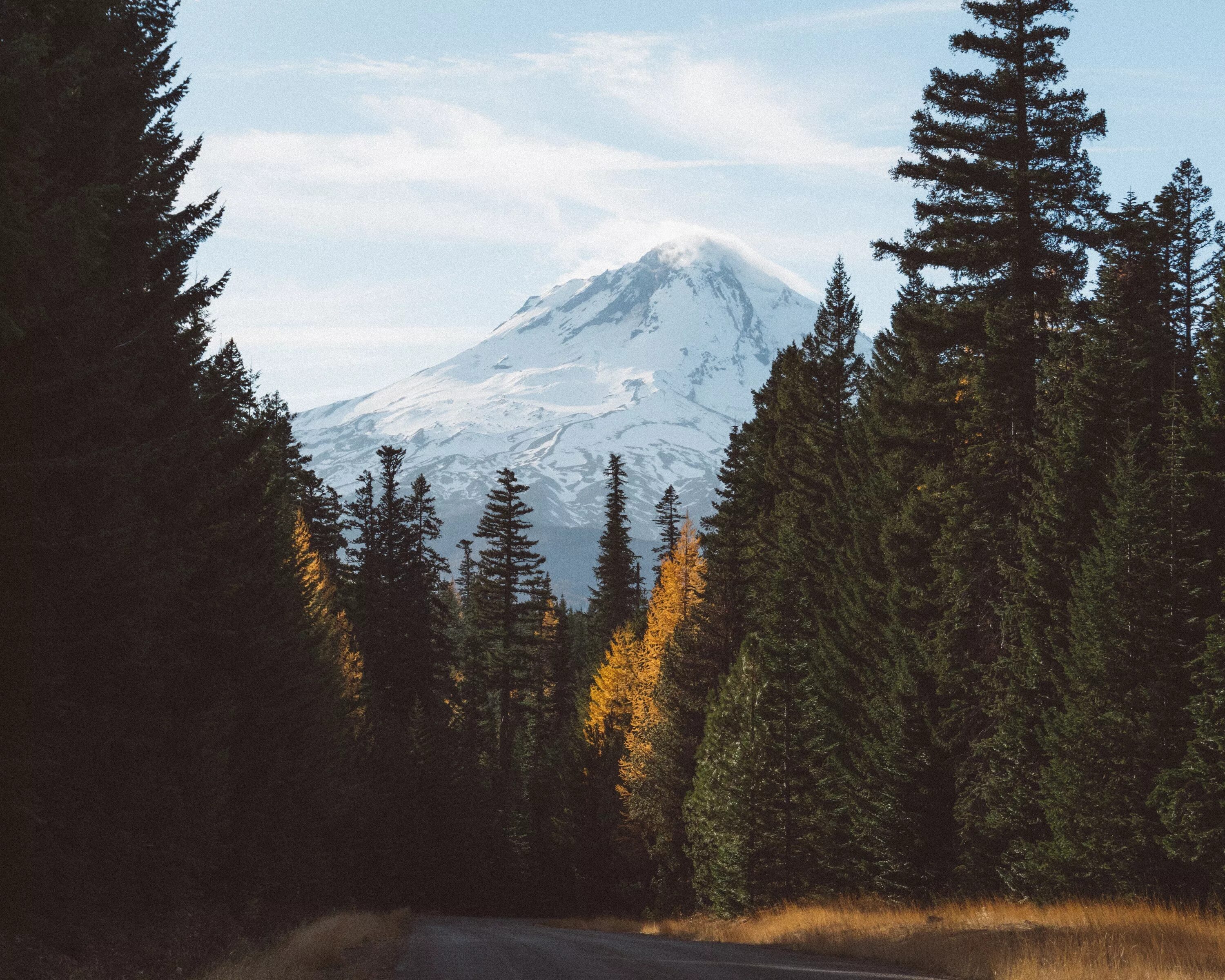 Орегон штат Вашингтон лес. Дорога штат Орегон. Лес горы. Горы покрытые лесом. Лес горы слились все