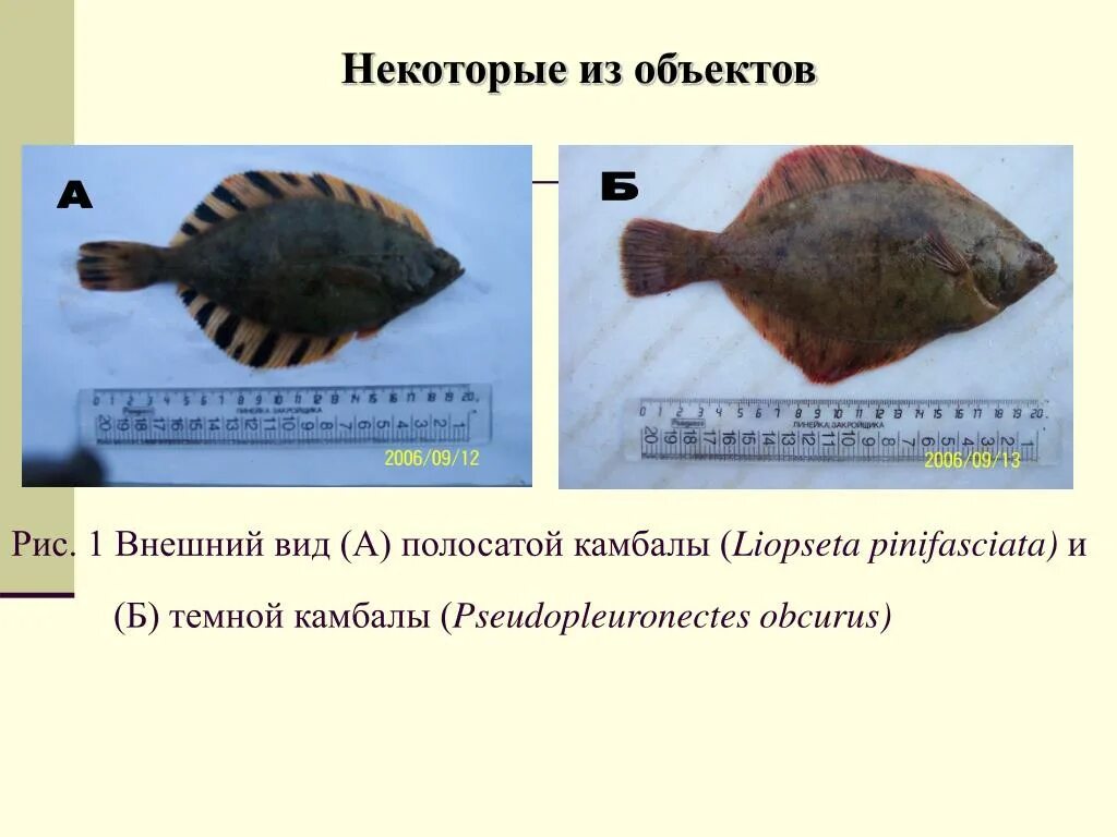 Биологическое значение приспособлений камбалы морской. Камбала внешний вид. эволюция камбалы. схема обработки камбалы. стадии развития камбалы.