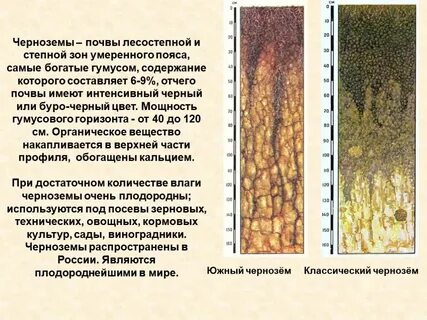 Черноземные почвы преобладают