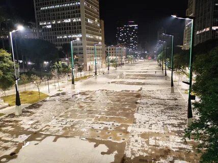 Какое дерево установили в сан пауло