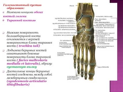 Суставная поверхность кости