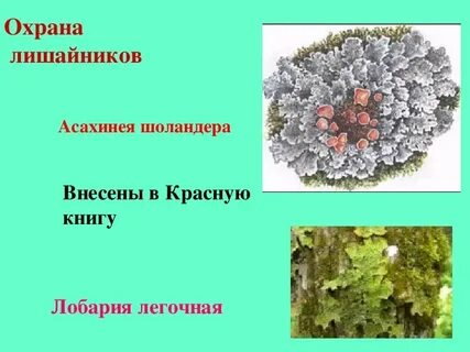 Лишайники 6 класс