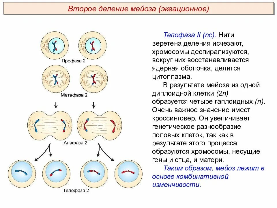 Для какой ткани характерен процесс деления. Характеристики первого и второго деления мейоза. Фазы мейоза 1. Профаза 1 деления мейоза. Фазы мейоза характеристика процессов.