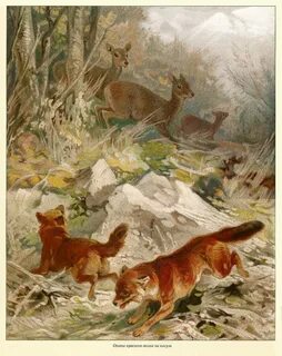 Red hunting