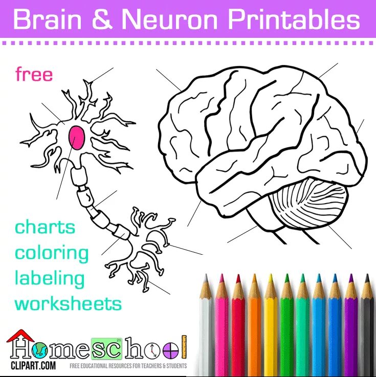 Brain Worksheet. Раскраска для нервных. Worksheets about Brain. Human Brain Worksheets for Kids.