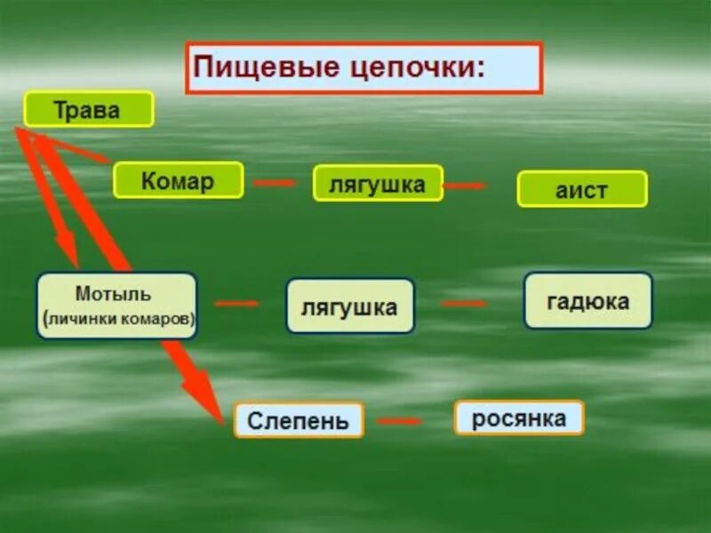 Природное сообщество болото. Пищевая цепочка. Цепь питания природного сообщества. Экологическая цепочка.