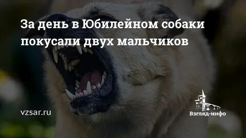Меня укусил пес которого я бросила 48