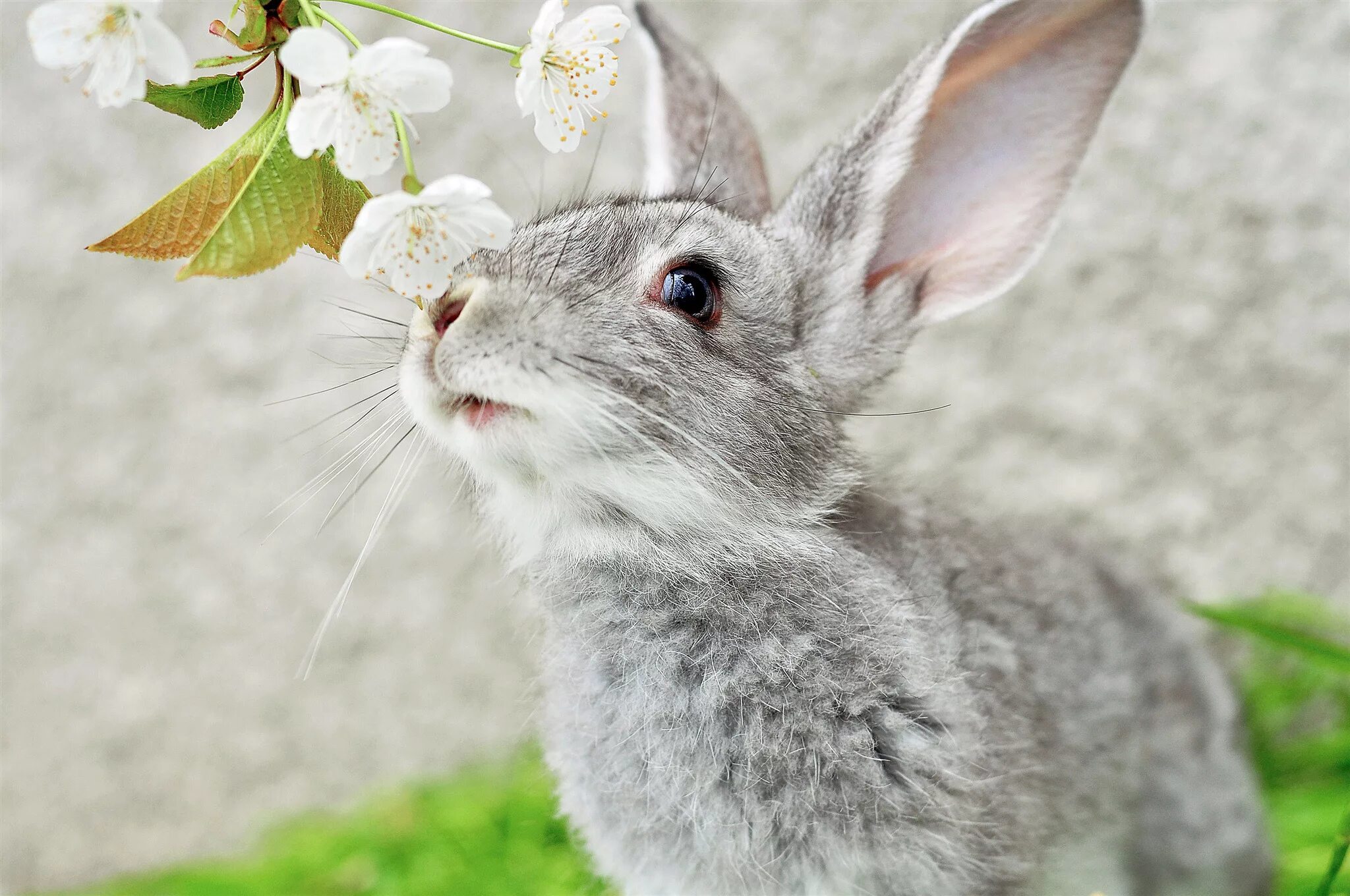 Flower rabbit. Flower rabbit