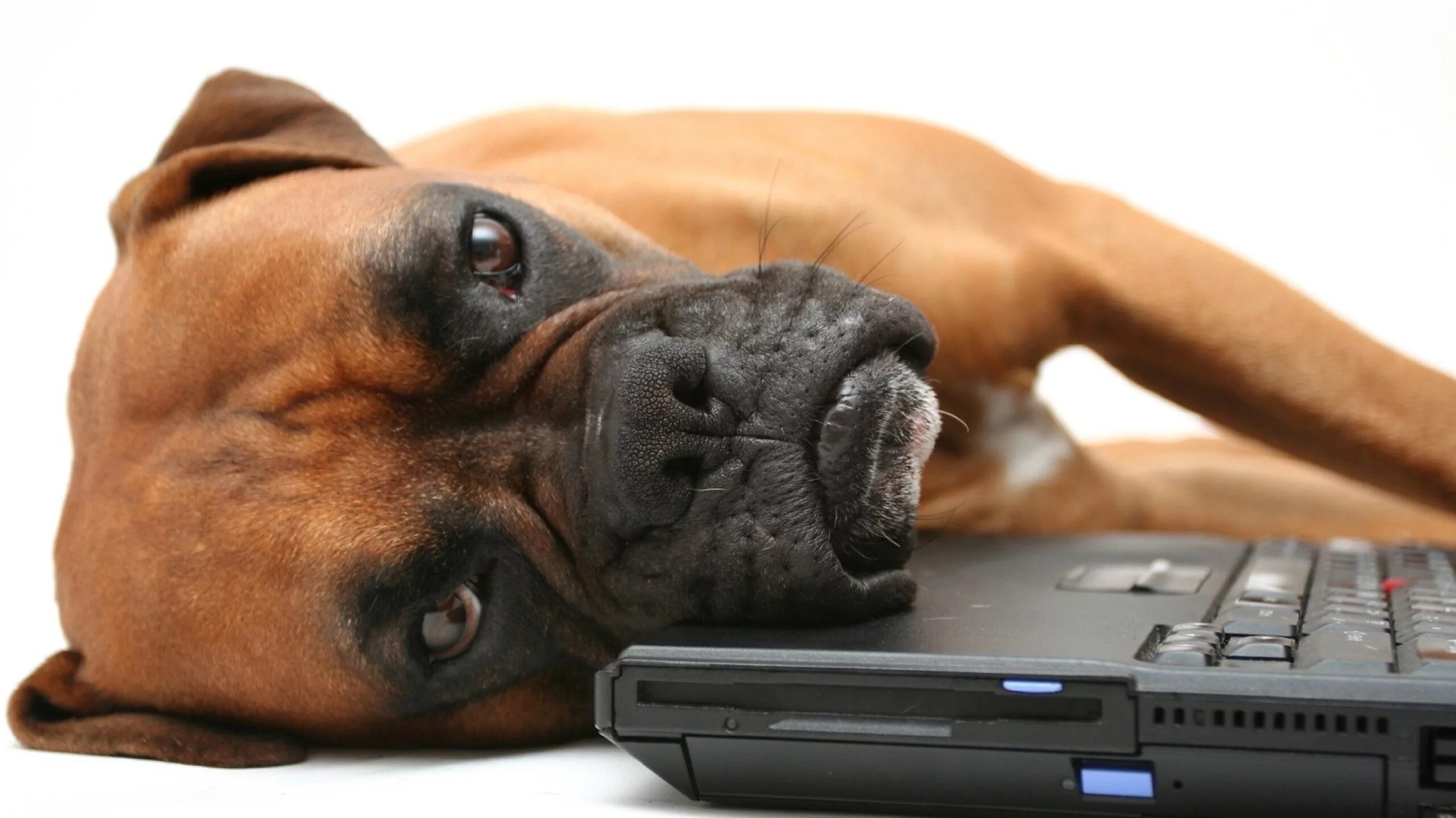 Уставшая собака. Картинки на рабочий стол собаки. Собака с компьютером. Заставка на ноутбук.