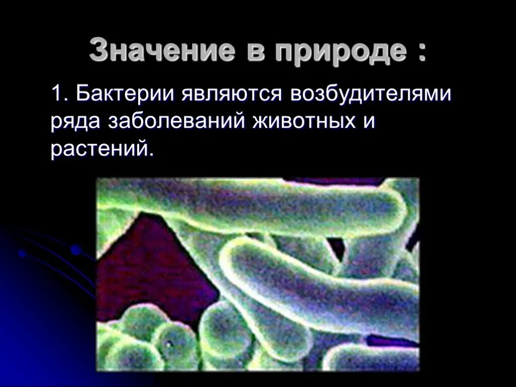 Значение бактерий животных. Бактерии в природе. Значение бактерий в природе. Бактерии являются возбудителями. Значимость микроорганизмов.