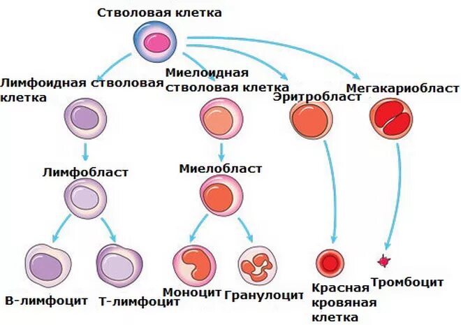 Схема клеток крови. Классификация стволовых клеток схема. Схема кроветворения кровь костный мозг. Схема кроветворения стволовая клетка. Схема дифференцировки стволовой клетк.