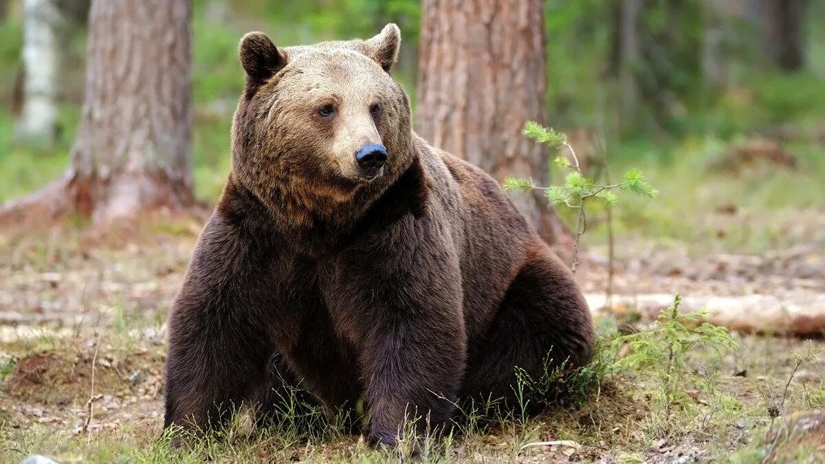 Байкало-Ленский заповедник бурый медведь. Бурый медведь (Ursus arctos). Байкало-Ленский заповедник медведь. Ильменский заповедник бурый медведь. Байкало ленский заповедник животные