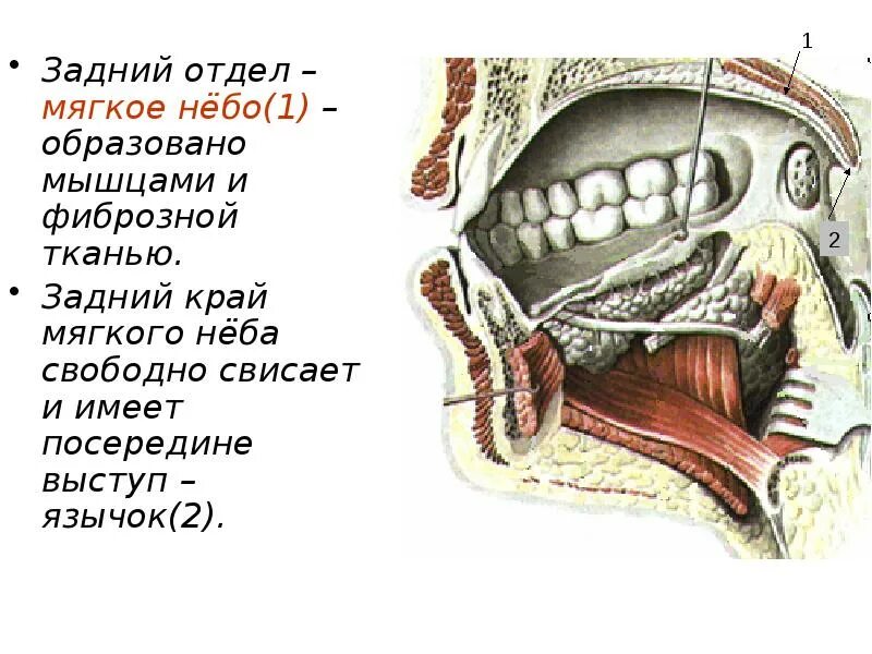 Костная стенка которая отделяет полость рта. Мышцы мягкого неба (Palatum Molle):. Структура, образующая мягкое небо. Мышцы мягкого неба функции.